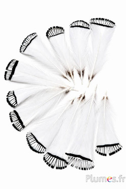 Fasan Lady Armherst - 7-10 cm - naturweiss